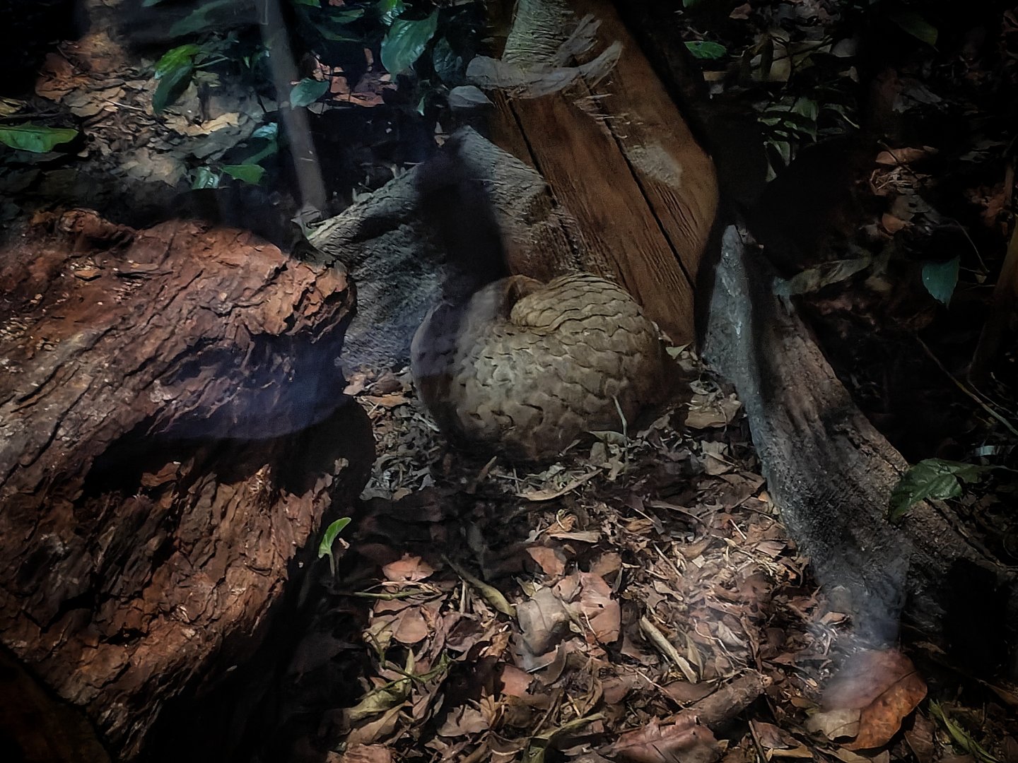 Sunda Pangolin (Manis Javanica)