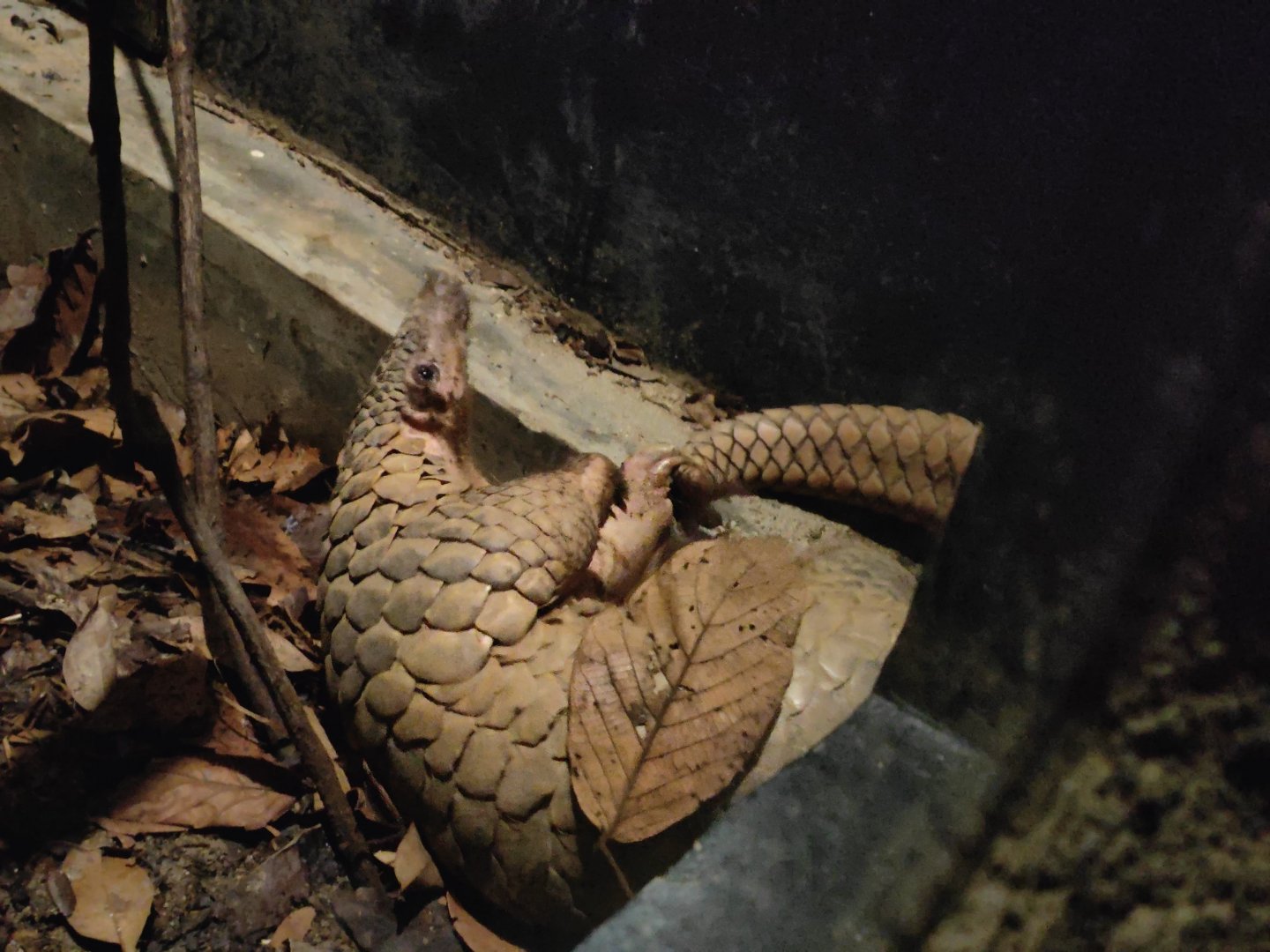Sunda Pangolin (Manis Javanica)
