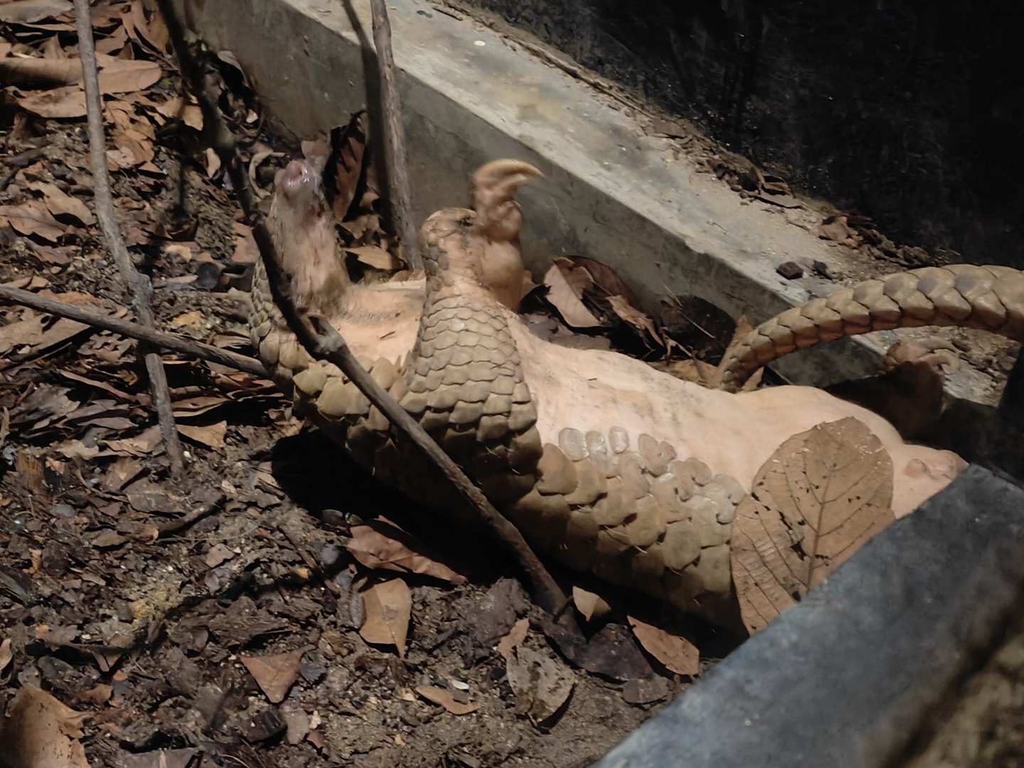 Sunda Pangolin (Manis Javanica)