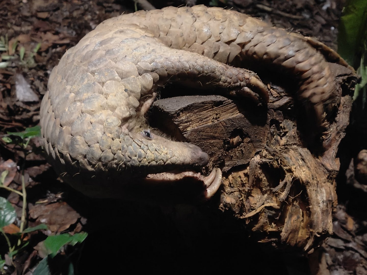 Sunda Pangolin (Manis Javanica)