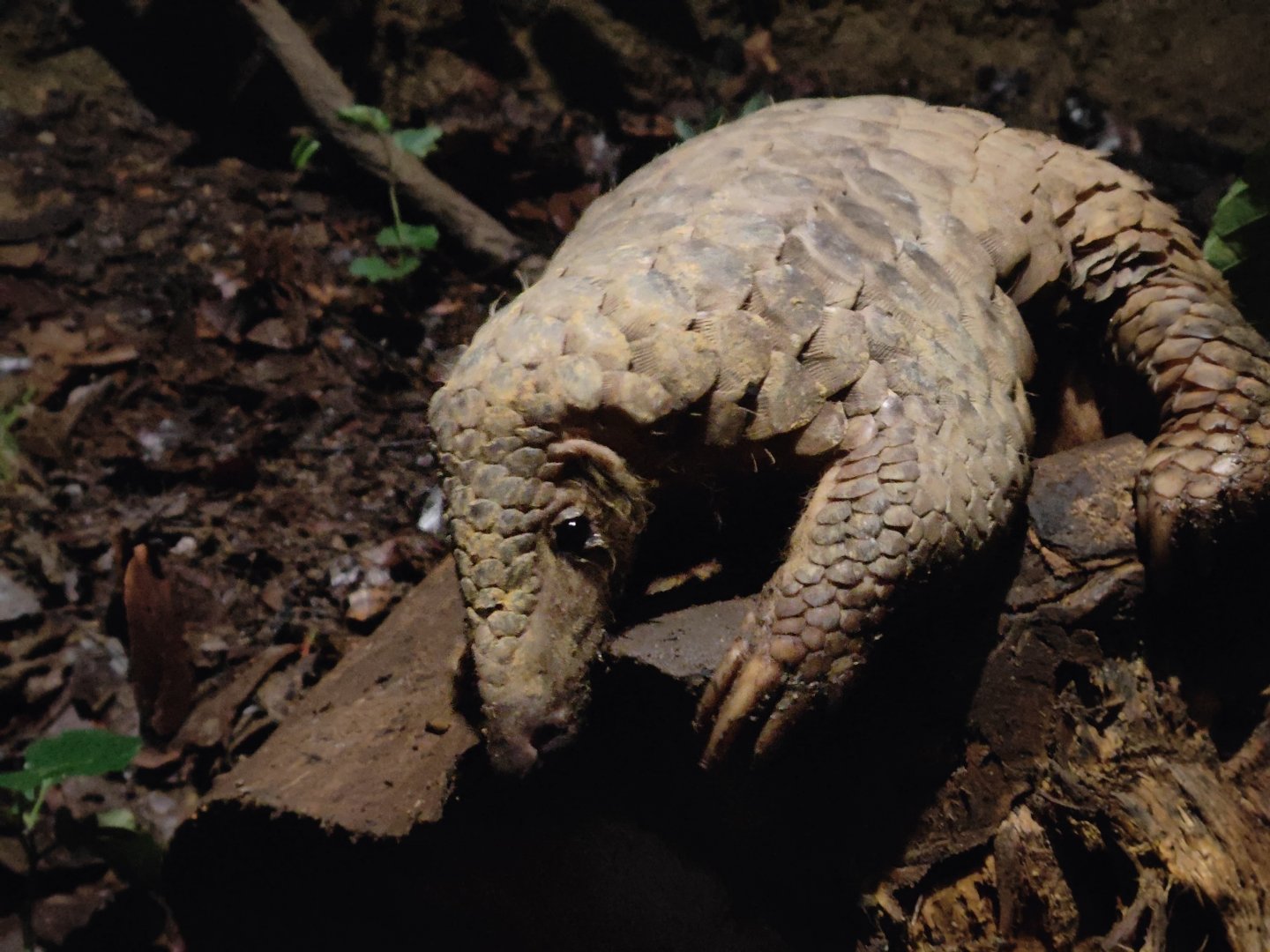 Sunda Pangolin (Manis Javanica)