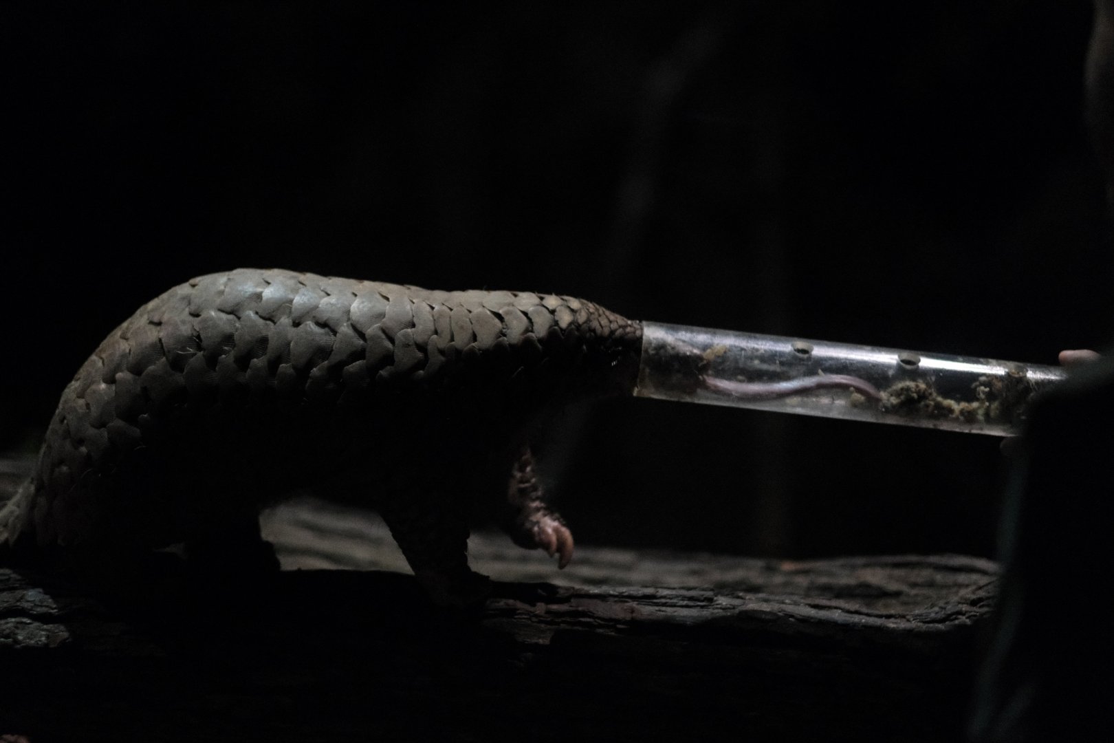 Sunda Pangolin (Manis javanica)