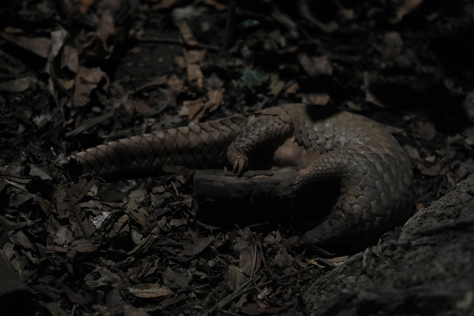 Sunda Pangolin (Manis javanica)