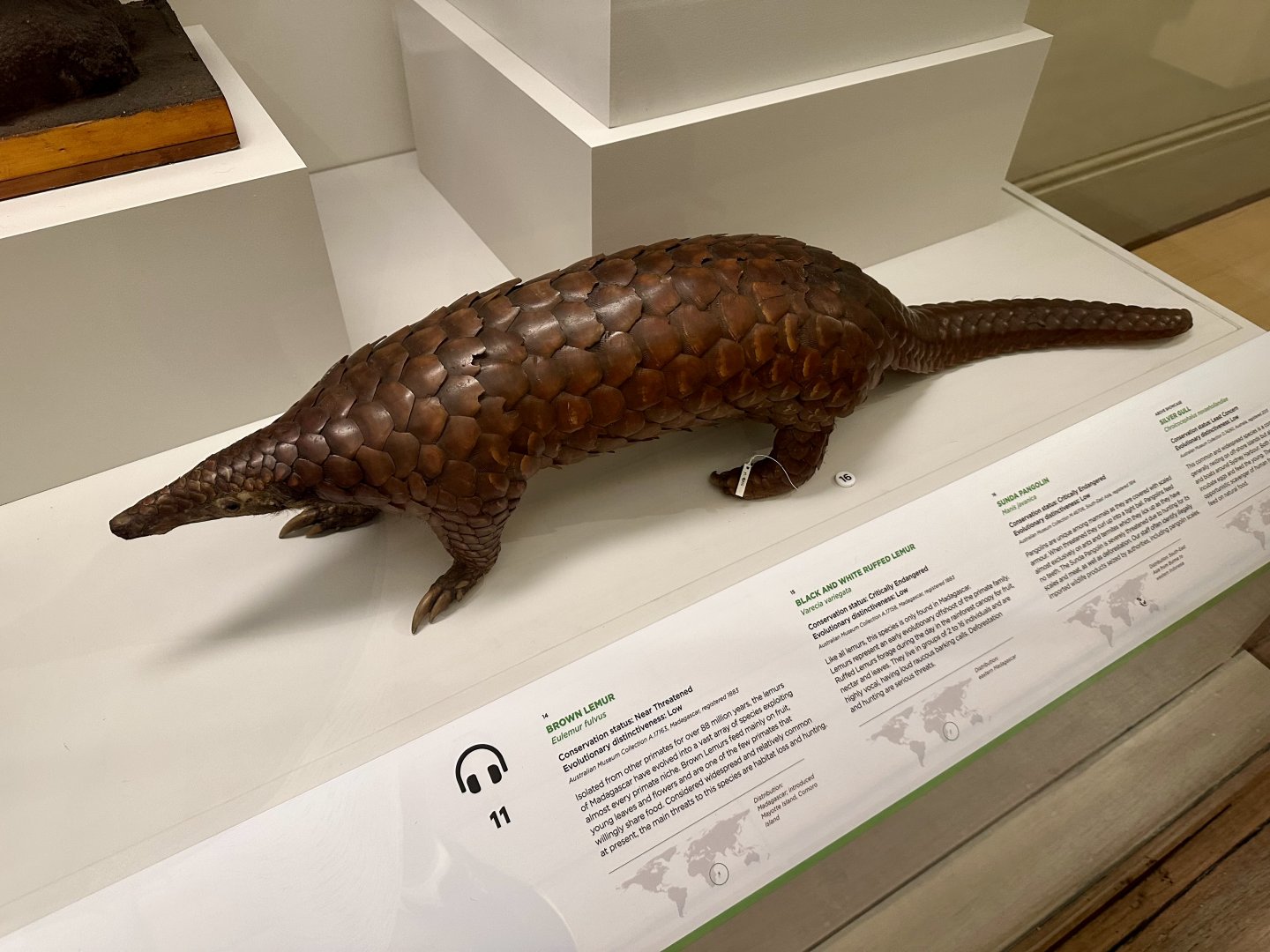 Sunda pangolin (Manis javanica)