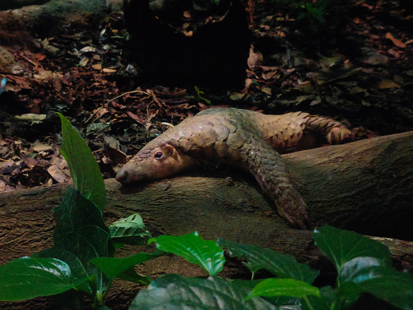 Sunda Pangolin (Manis javanica)