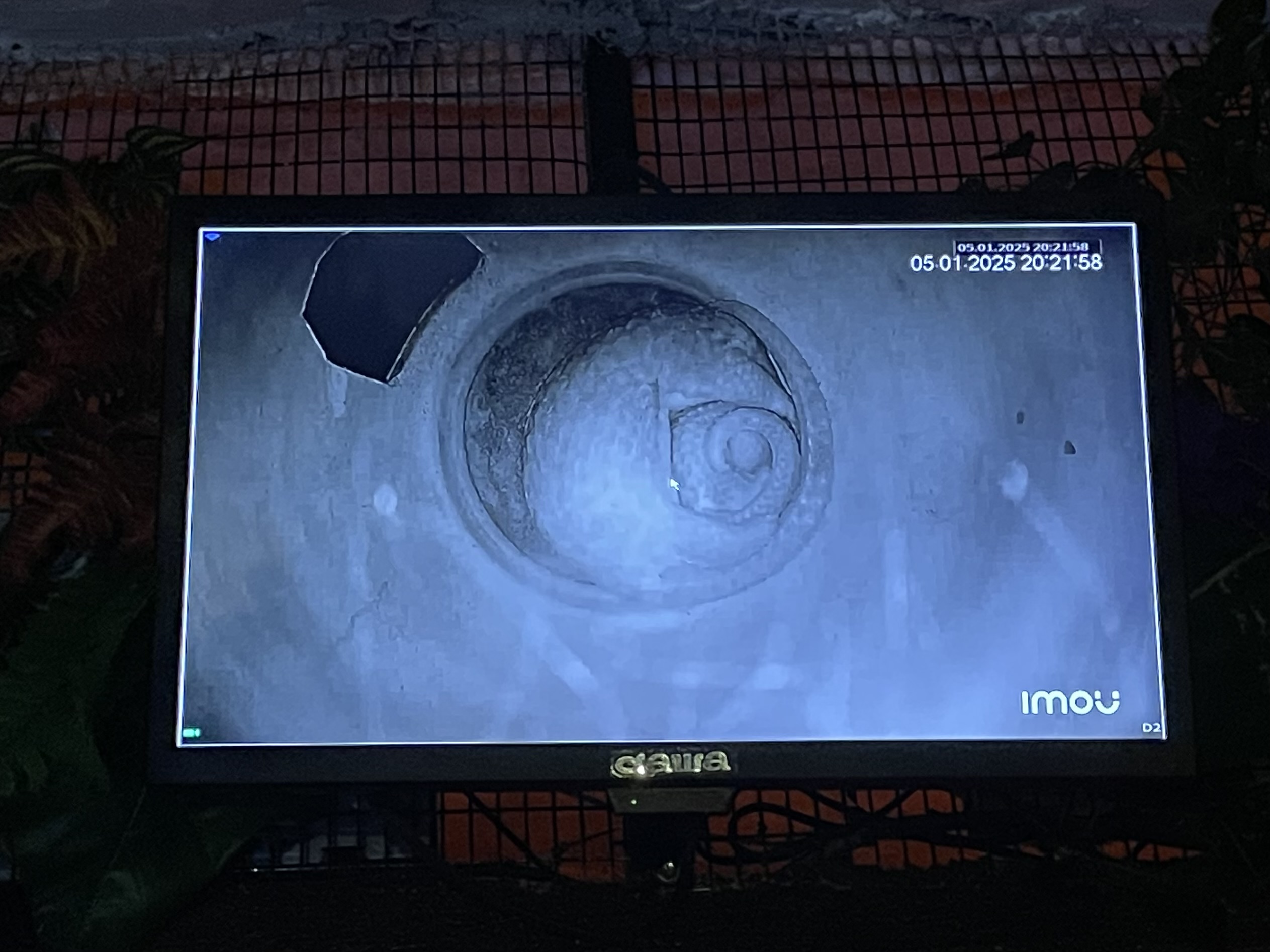 Sunda Pangolin (Manis javanica)