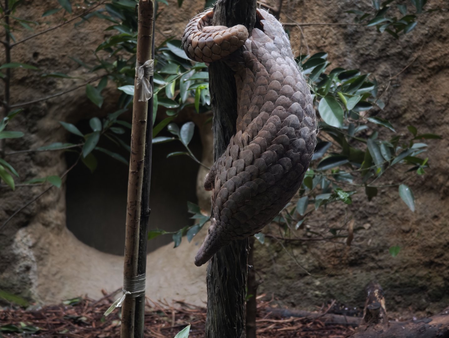Sunda Pangolin (Manis Javanica)