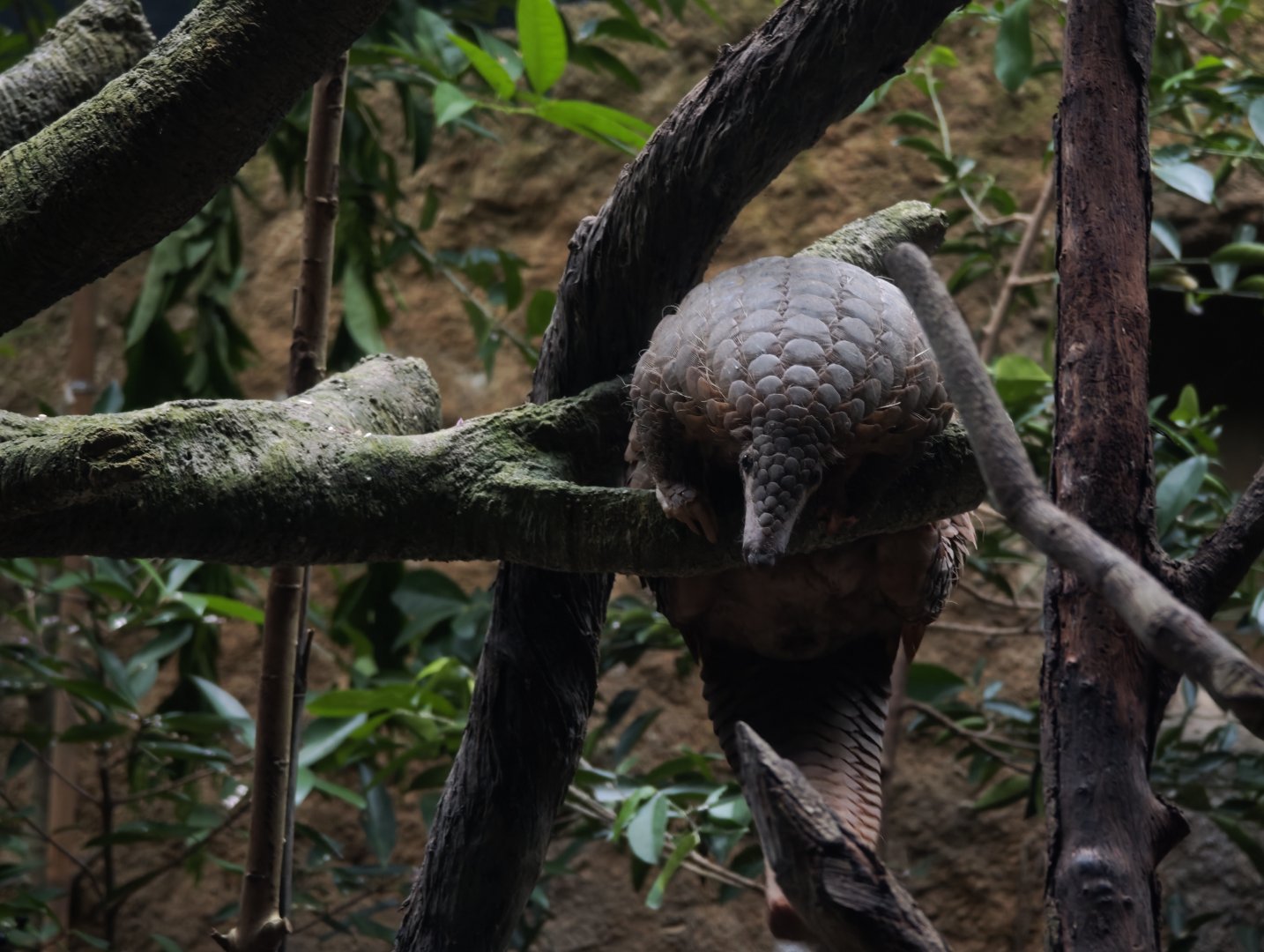Sunda Pangolin (Manis Javanica)