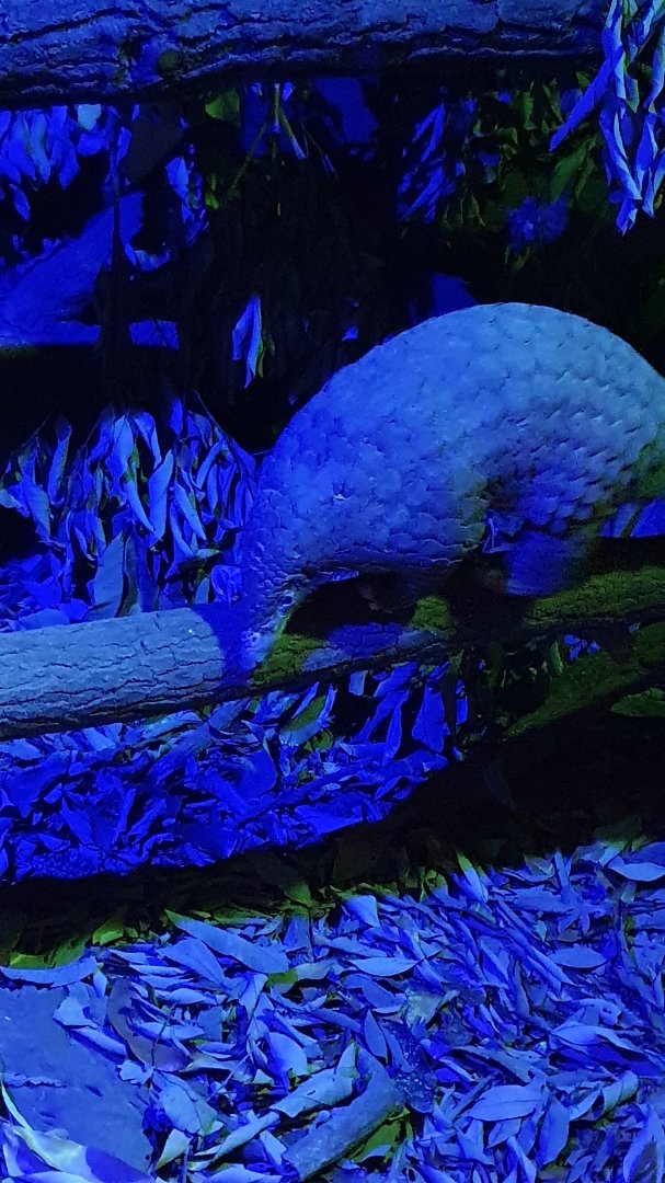 Sunda Pangolin (Manis javanicus)