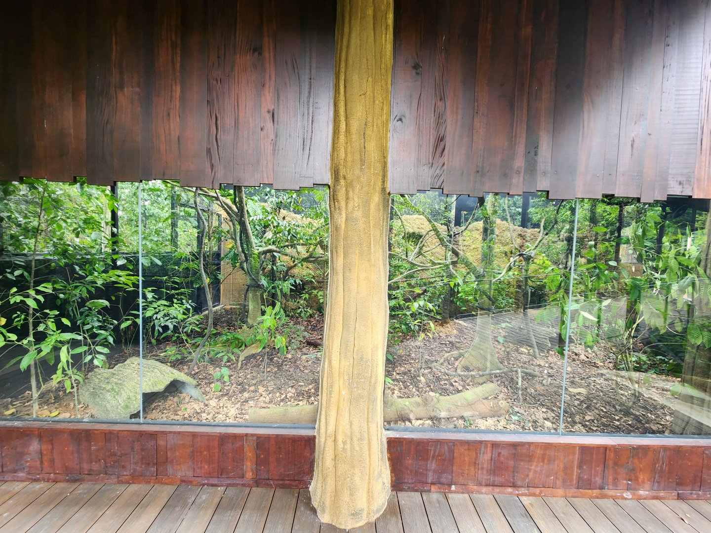 Sunda Pangolin mixed species Exhibit- Pangolin Trail