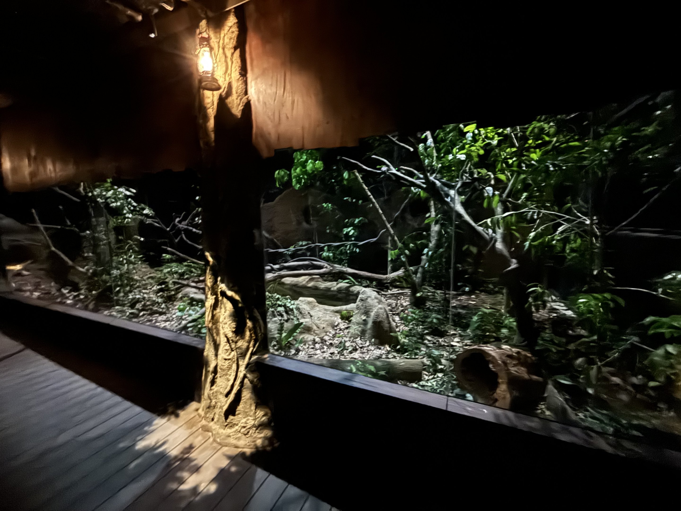 Sunda Pangolin/Small-toothed Palm Civet/Leopard Cat Exhibit