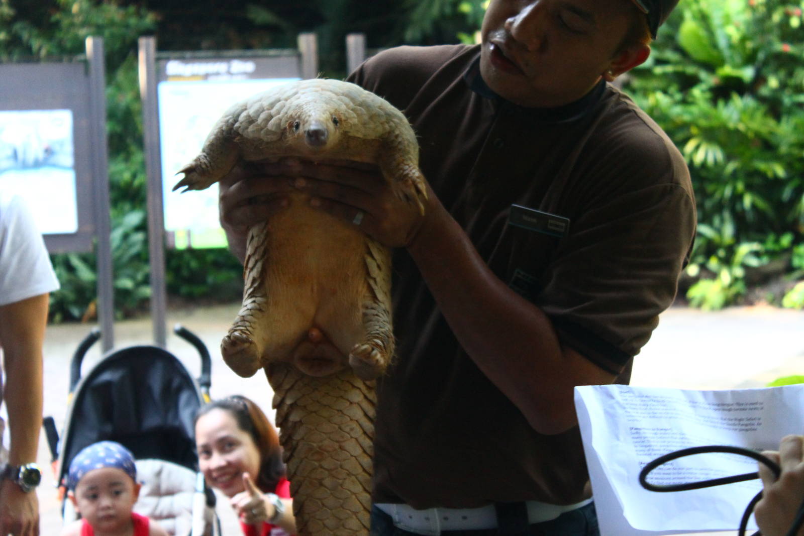 Sunda Pangolin