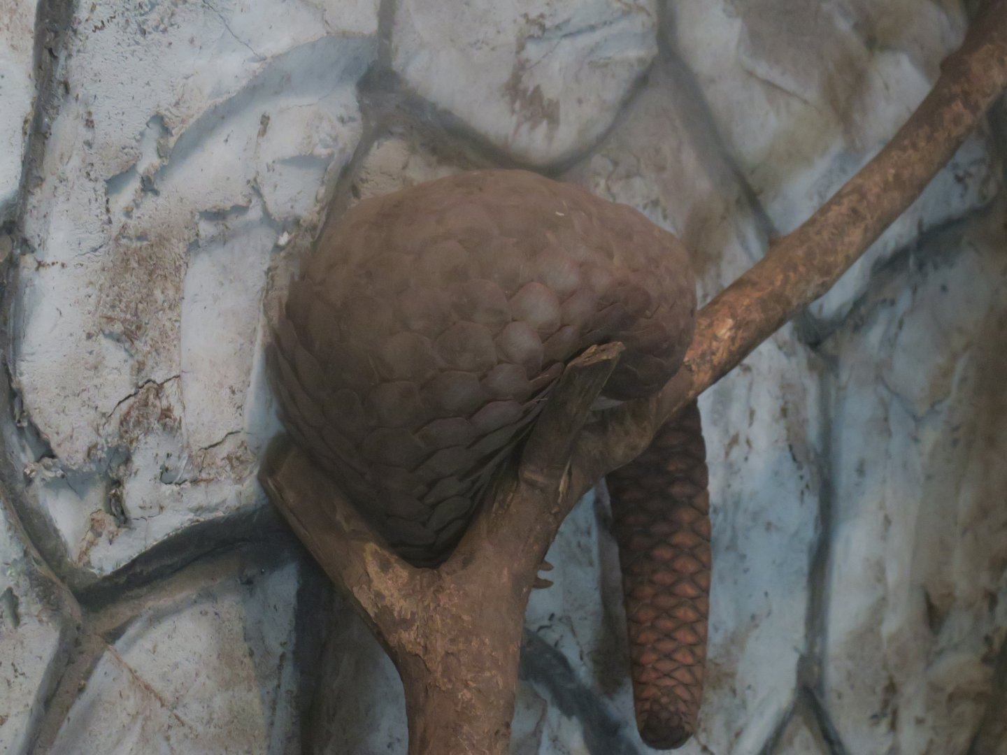 Sunda pangolin