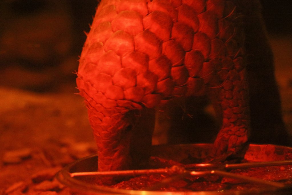 Sunda Pangolin