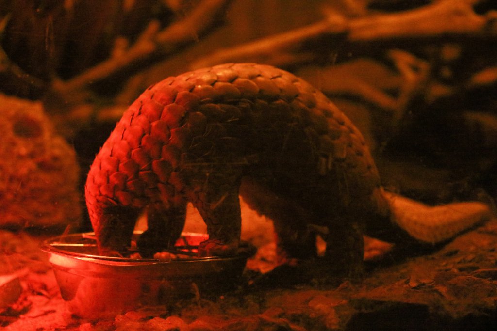 Sunda Pangolin