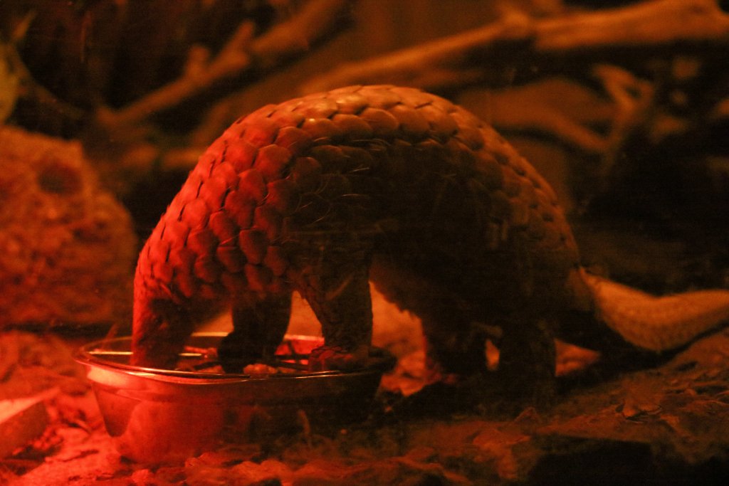 Sunda Pangolin
