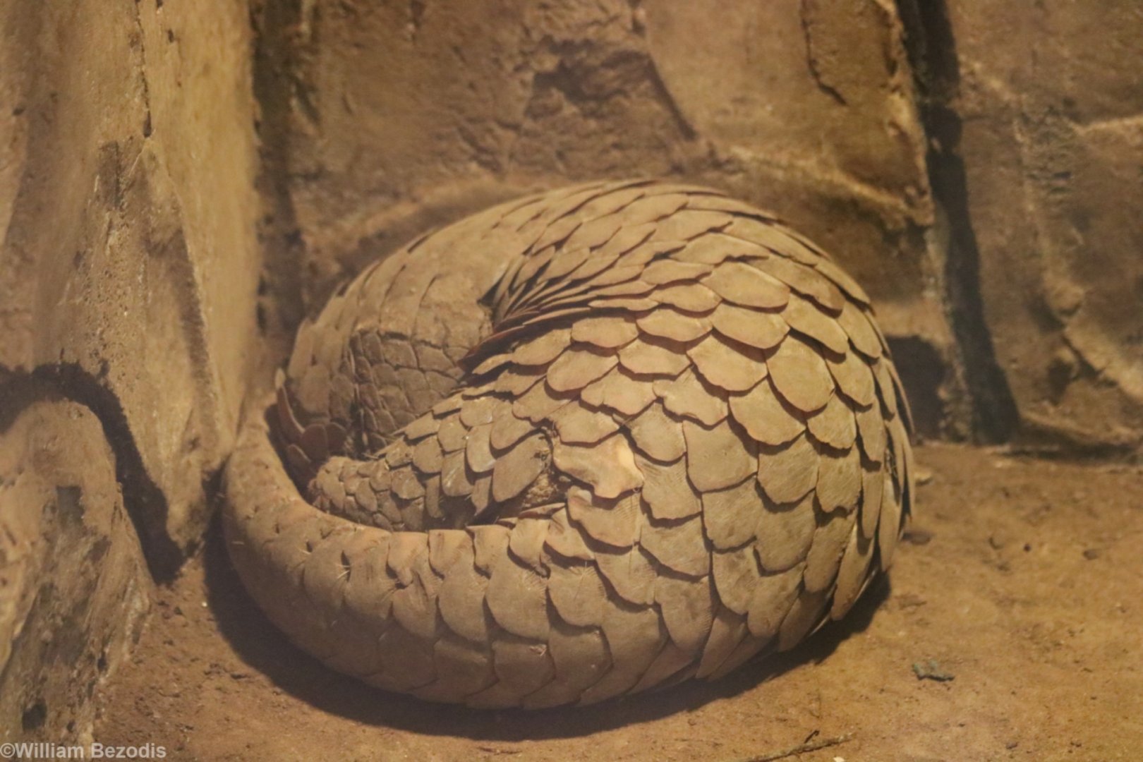 Sunda Pangolin