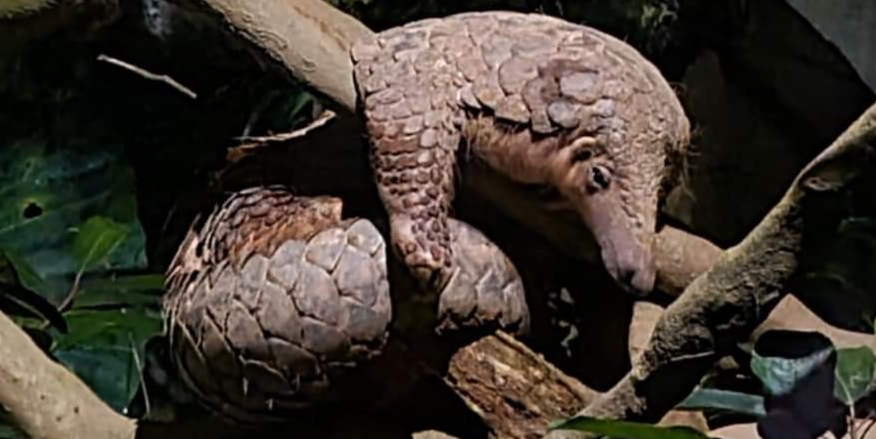 Sunda Pangolin