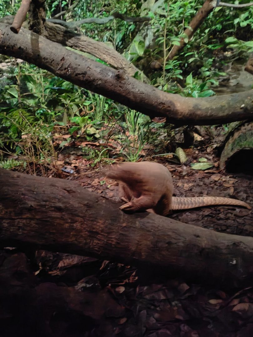Sunda Pangolin