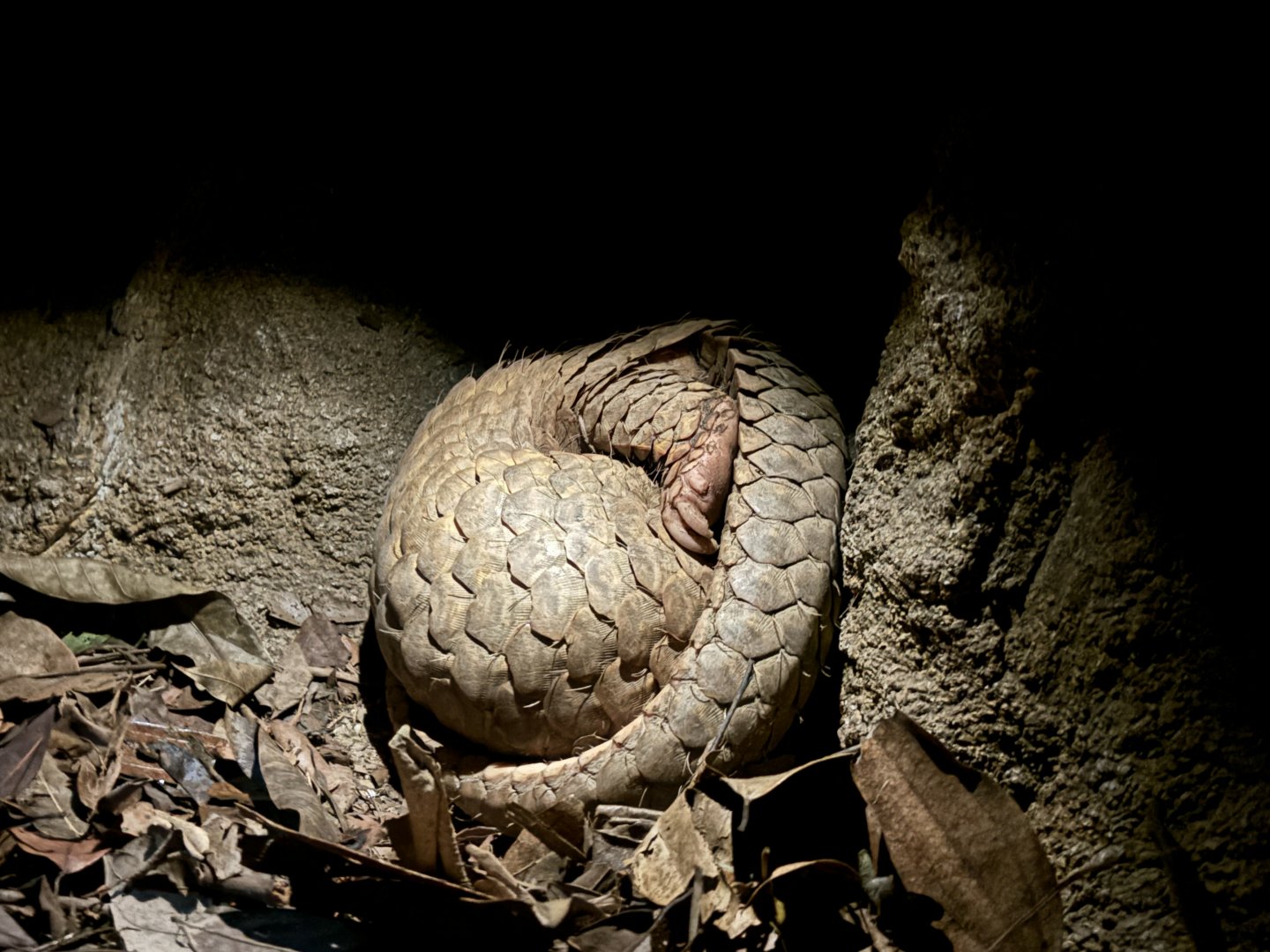 Sunda Pangolin