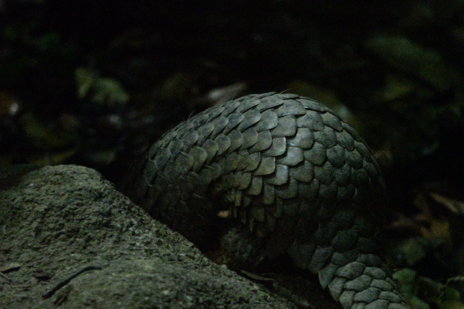 Sunda Pangolin