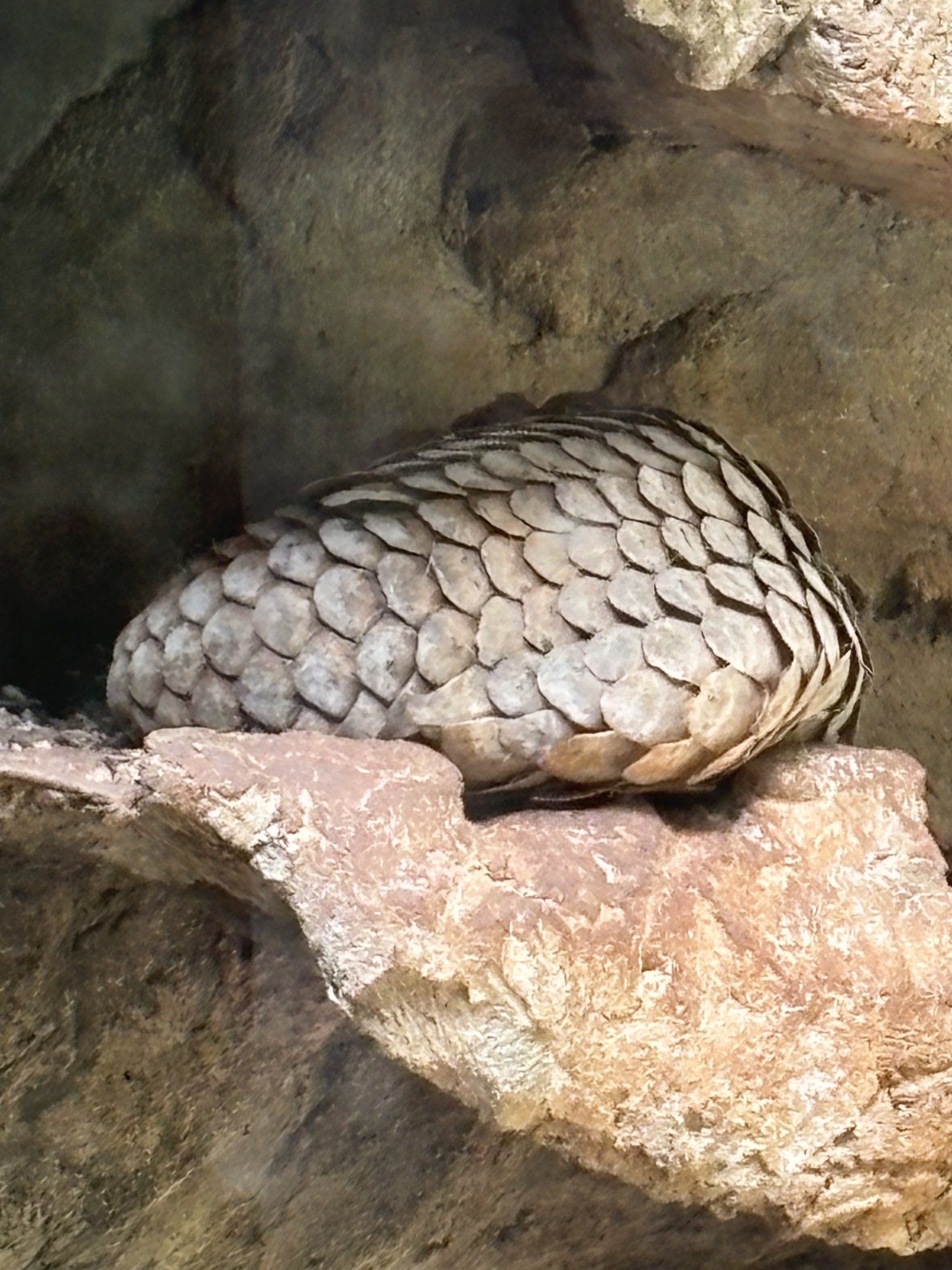 Sunda Pangolin