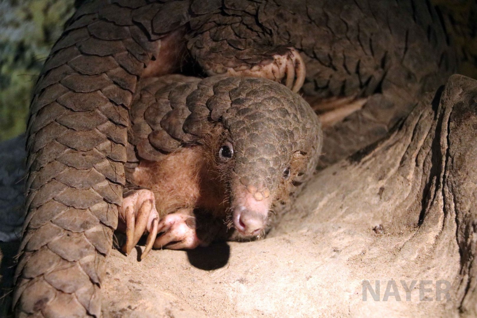 Sunda pangolins, June 2016