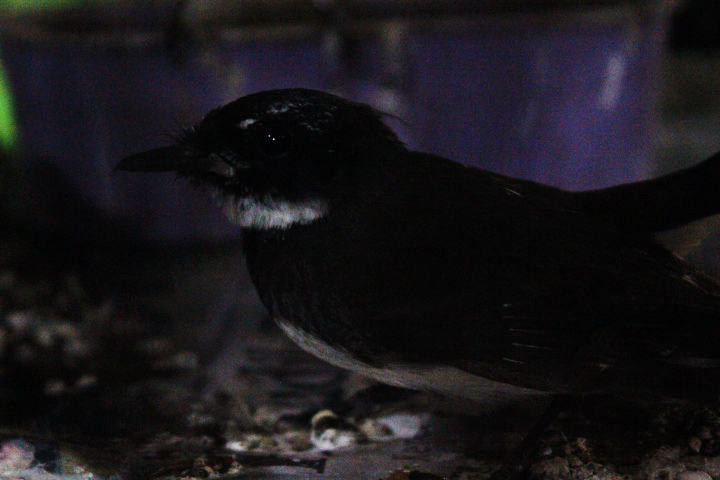 Sunda pied fantail (Rhipidura javanica javanica)