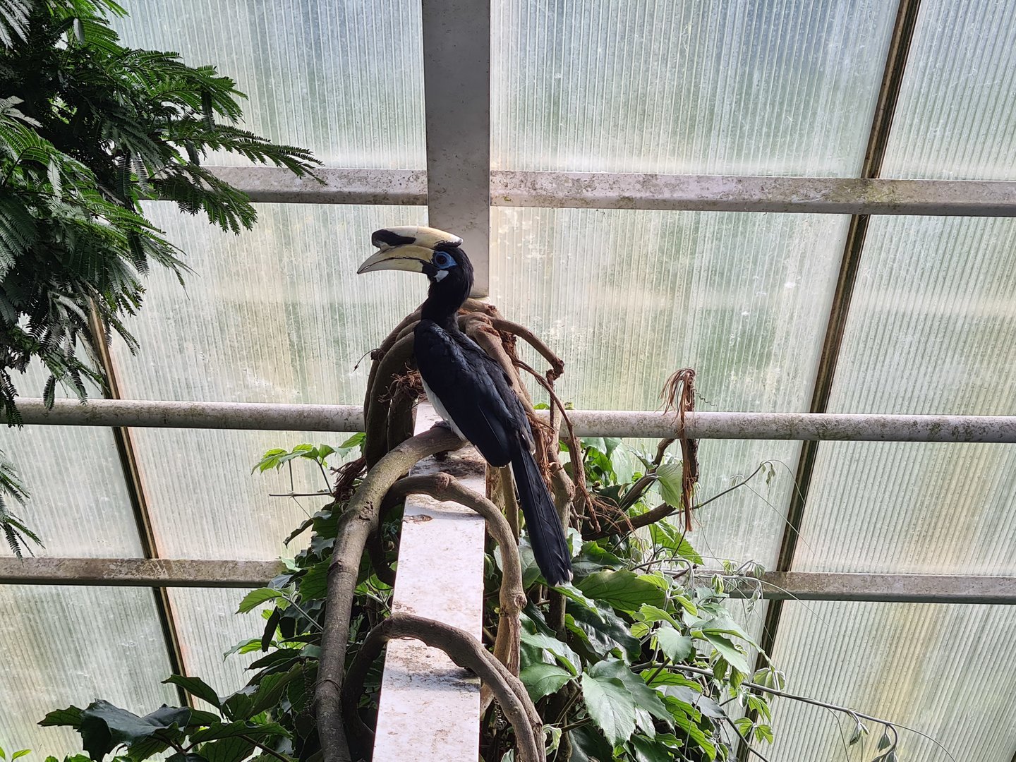 Sunda pied hornbill from bridge