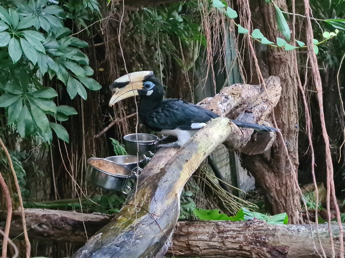Sunda pied hornbill in Orchid garden hall