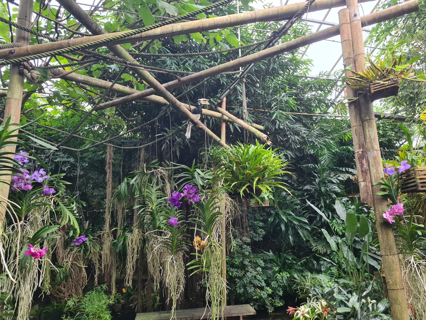 Sunda pied hornbill in Orchid garden hall