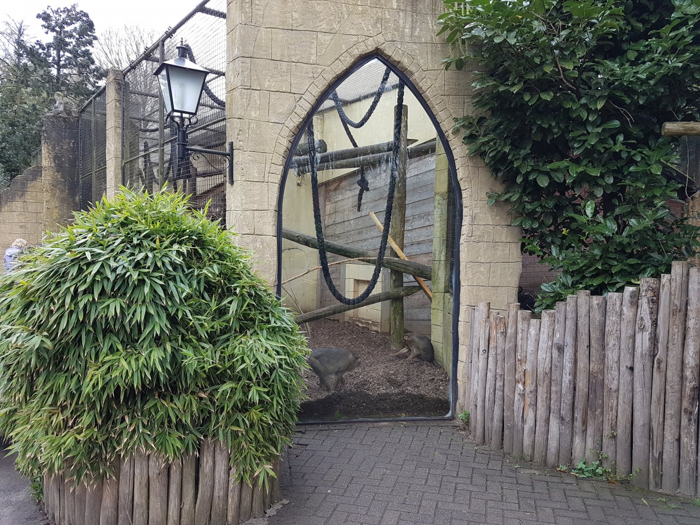Sunda pig-tailed macaque-enclosure
