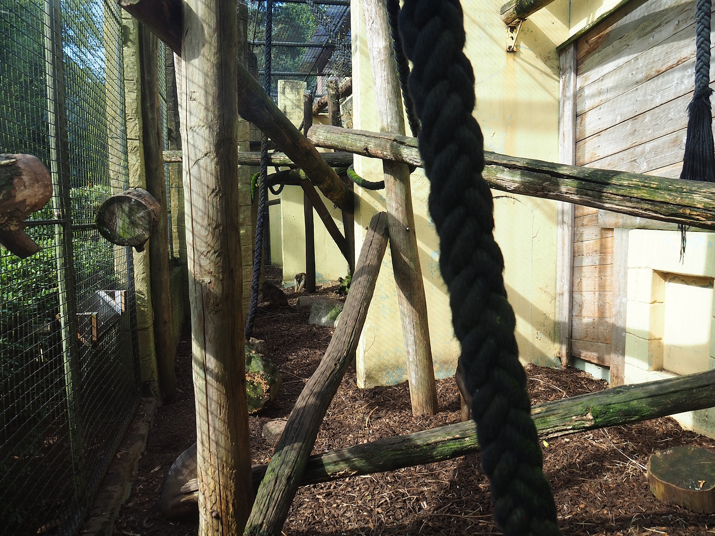 Sunda pig-tailed macaque exhibit, 2023-09-24