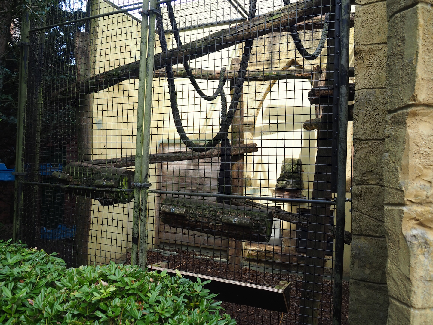 Sunda pig-tailed macaque exhibit, 2023-09-24