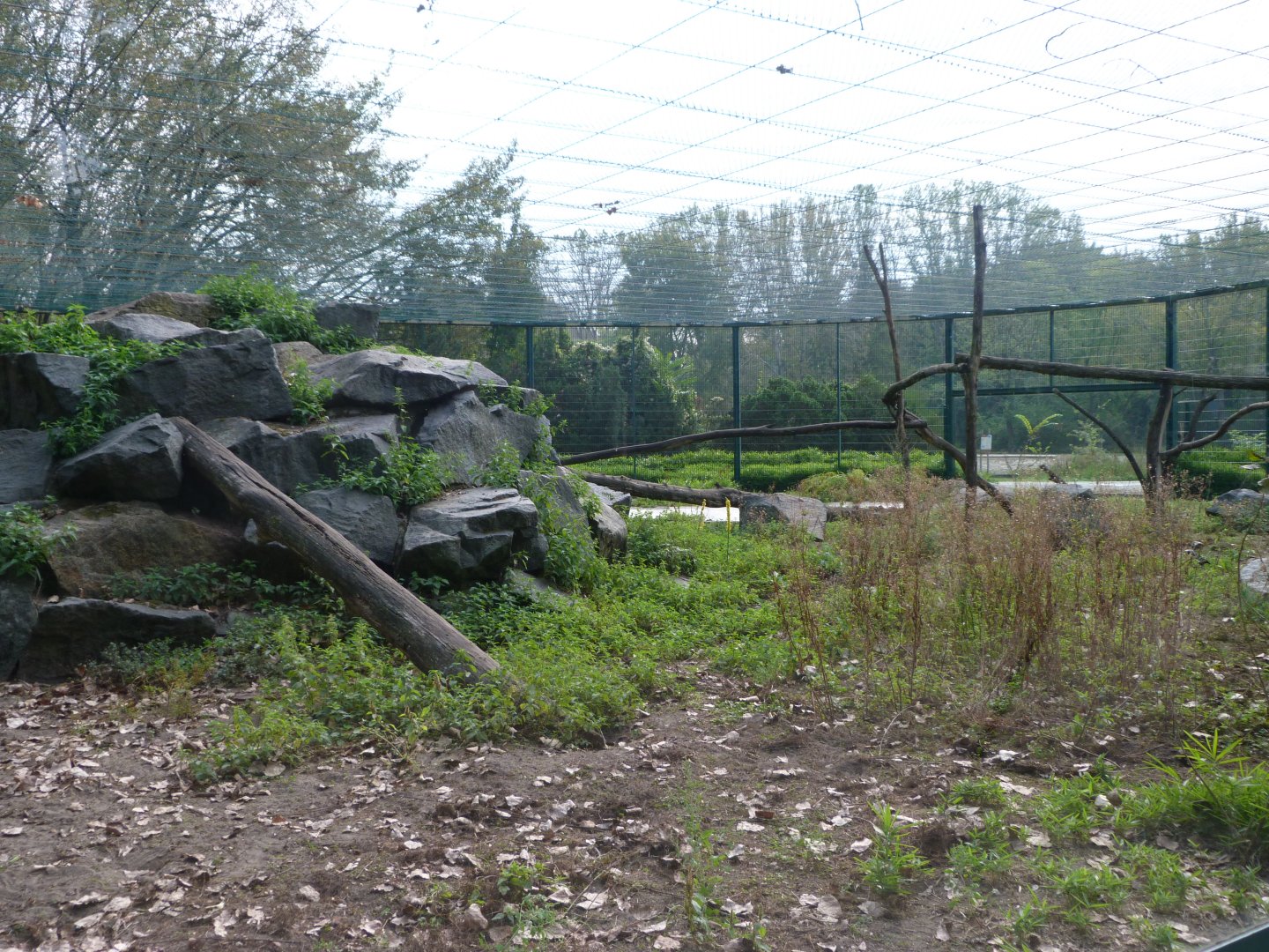 Sunda pig-tailed macaque exhibit -Tierpark Berlin (2024)