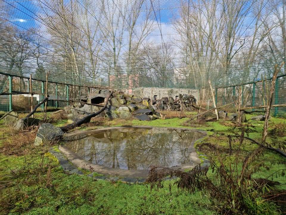 Sunda pig-tailed macaque exhibit