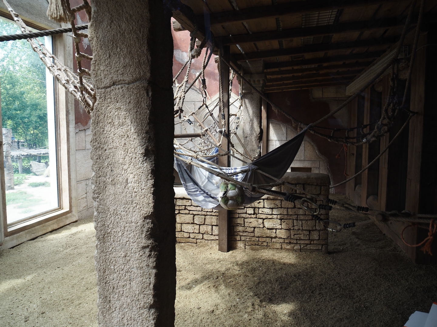 Sunda pig-tailed macaque indoor exhibit, 2024-08-05