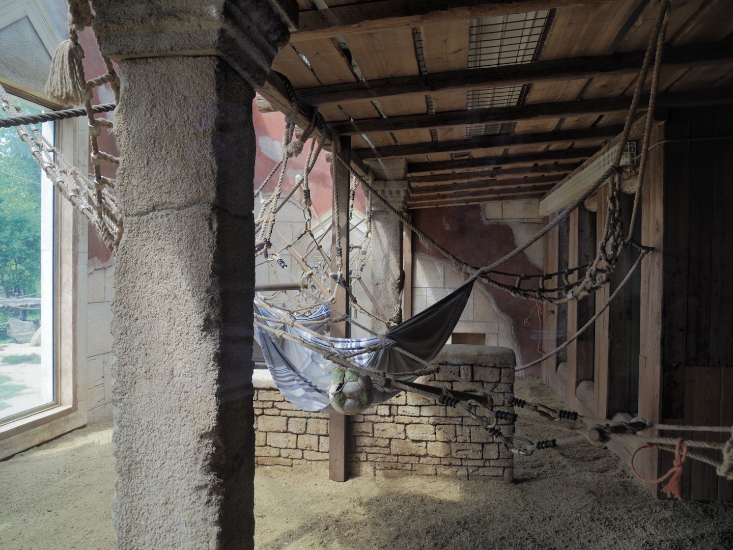 Sunda pig-tailed macaque indoor exhibit, 2024-08-05