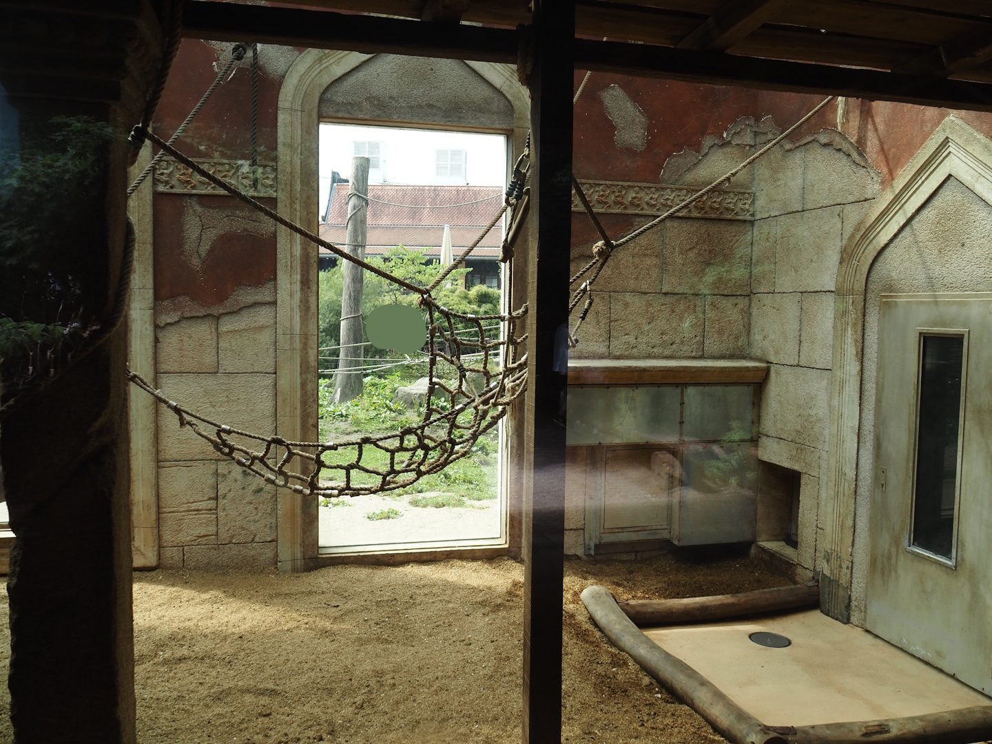 Sunda pig-tailed macaque indoor exhibit, 2024-08-05