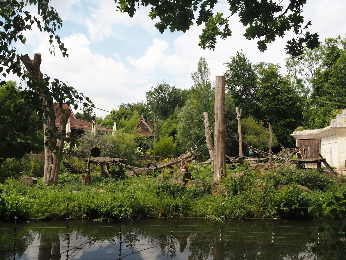 Sunda pig-tailed macaque island, 2024-08-05