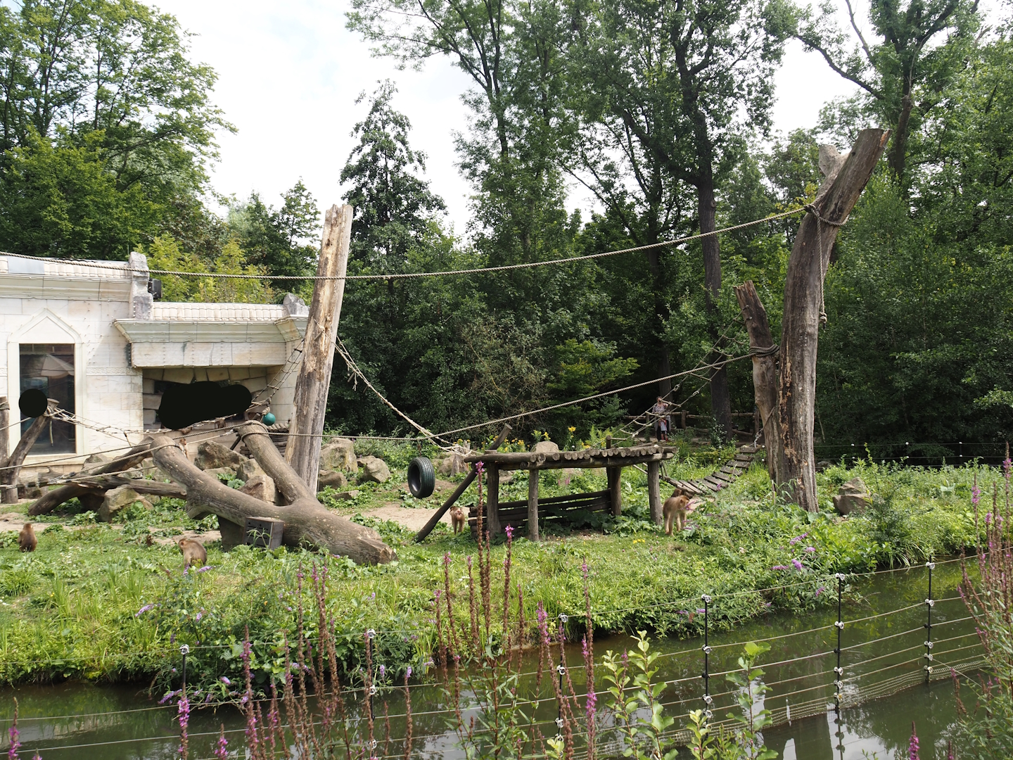 Sunda pig-tailed macaque island, 2024-08-05