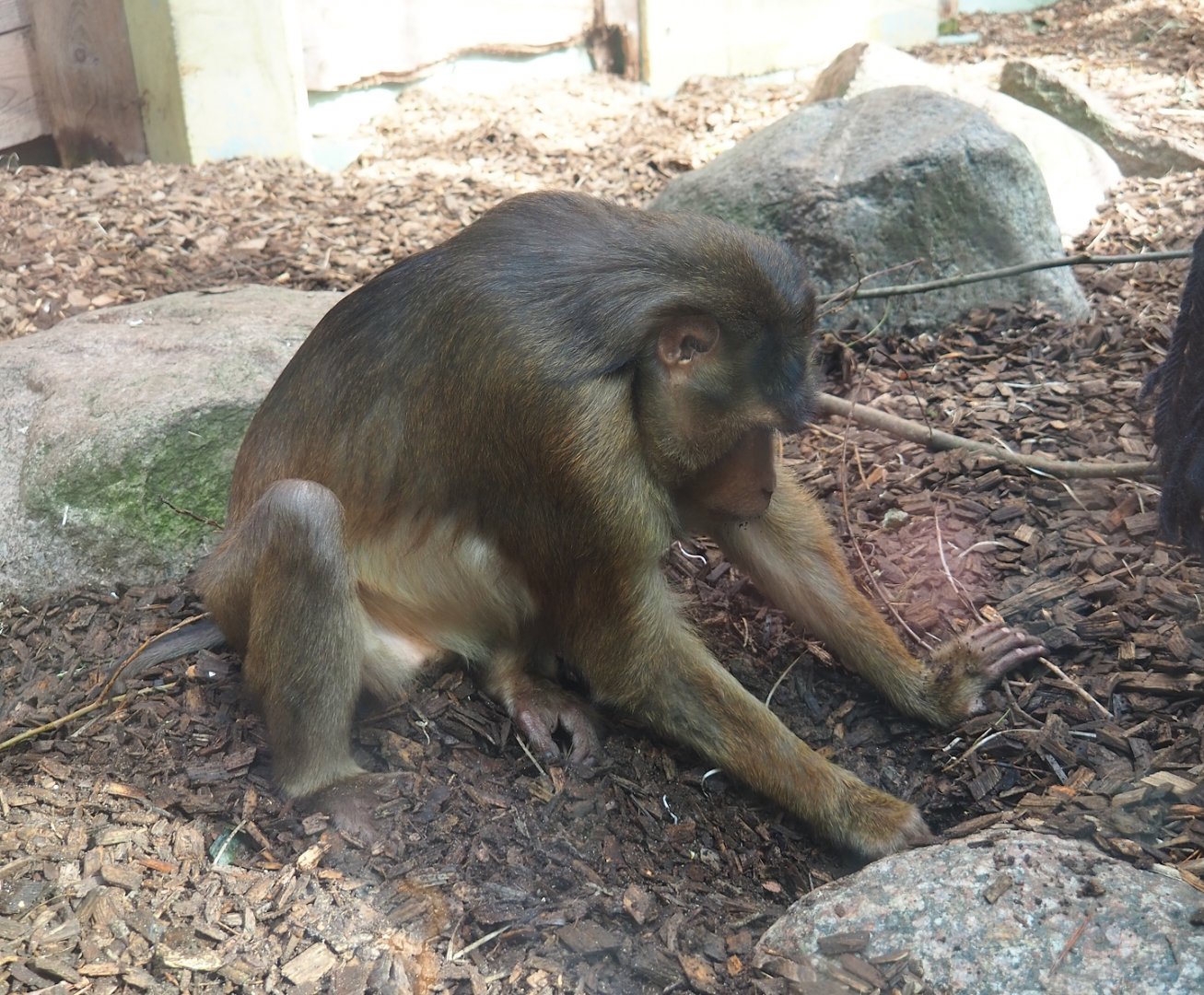 Sunda pig-tailed macaque (Macaca nemestrina), 2023-09-24