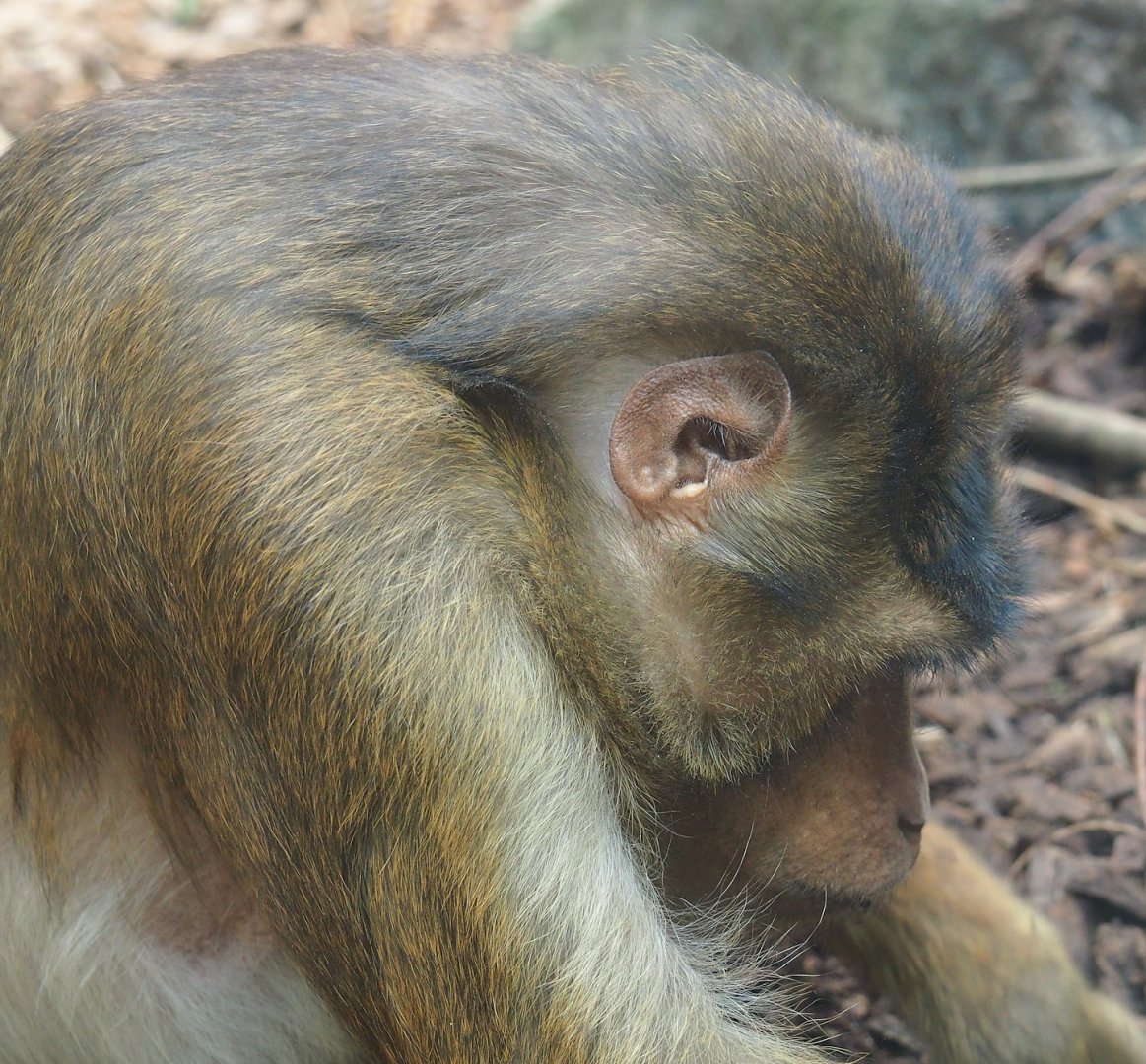 Sunda pig-tailed macaque (Macaca nemestrina), 2023-09-24