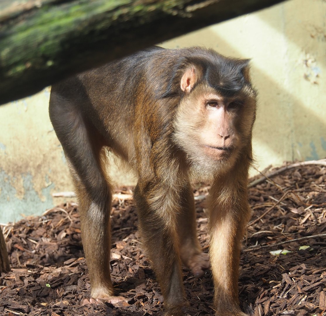 Sunda pig-tailed macaque (Macaca nemestrina), 2023-09-24