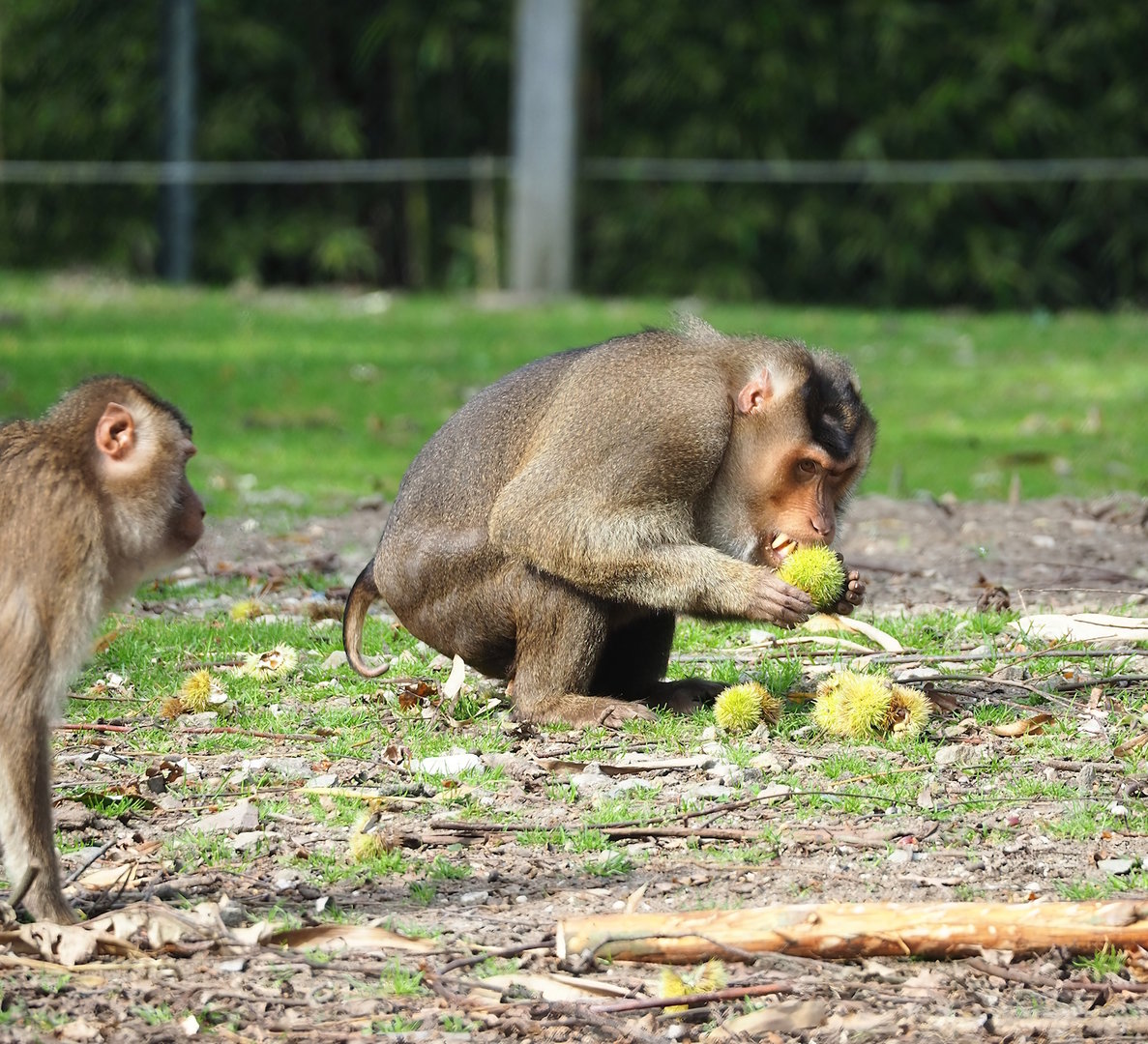 Sunda pig-tailed macaque (Macaca nemestrina), 2023-10-07