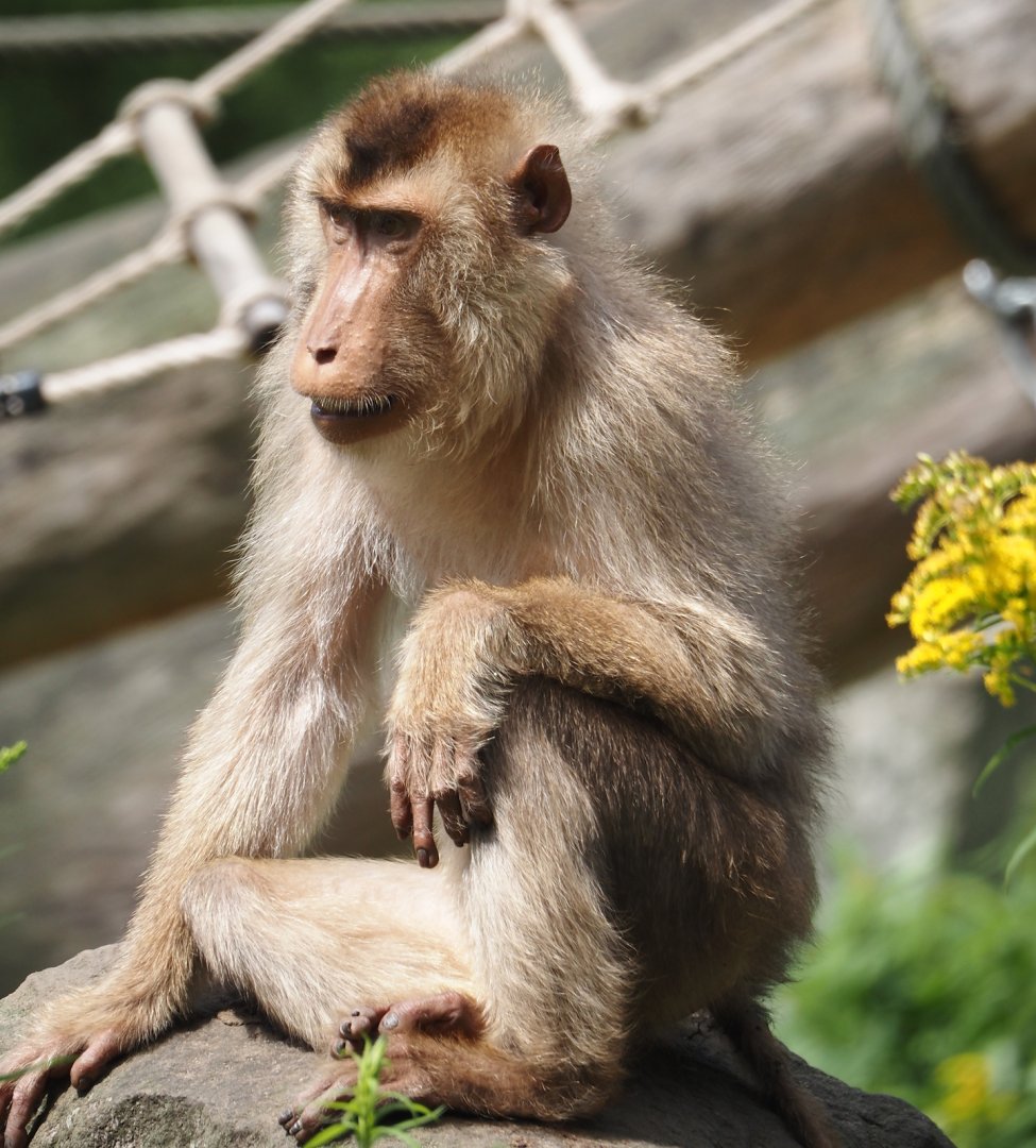 Sunda pig-tailed macaque (Macaca nemestrina), 2024-08-05
