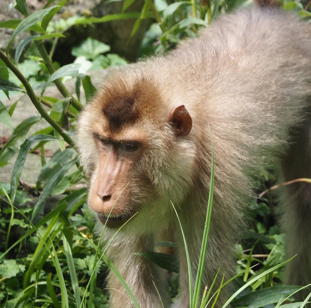 Sunda pig-tailed macaque (Macaca nemestrina), 2024-08-05