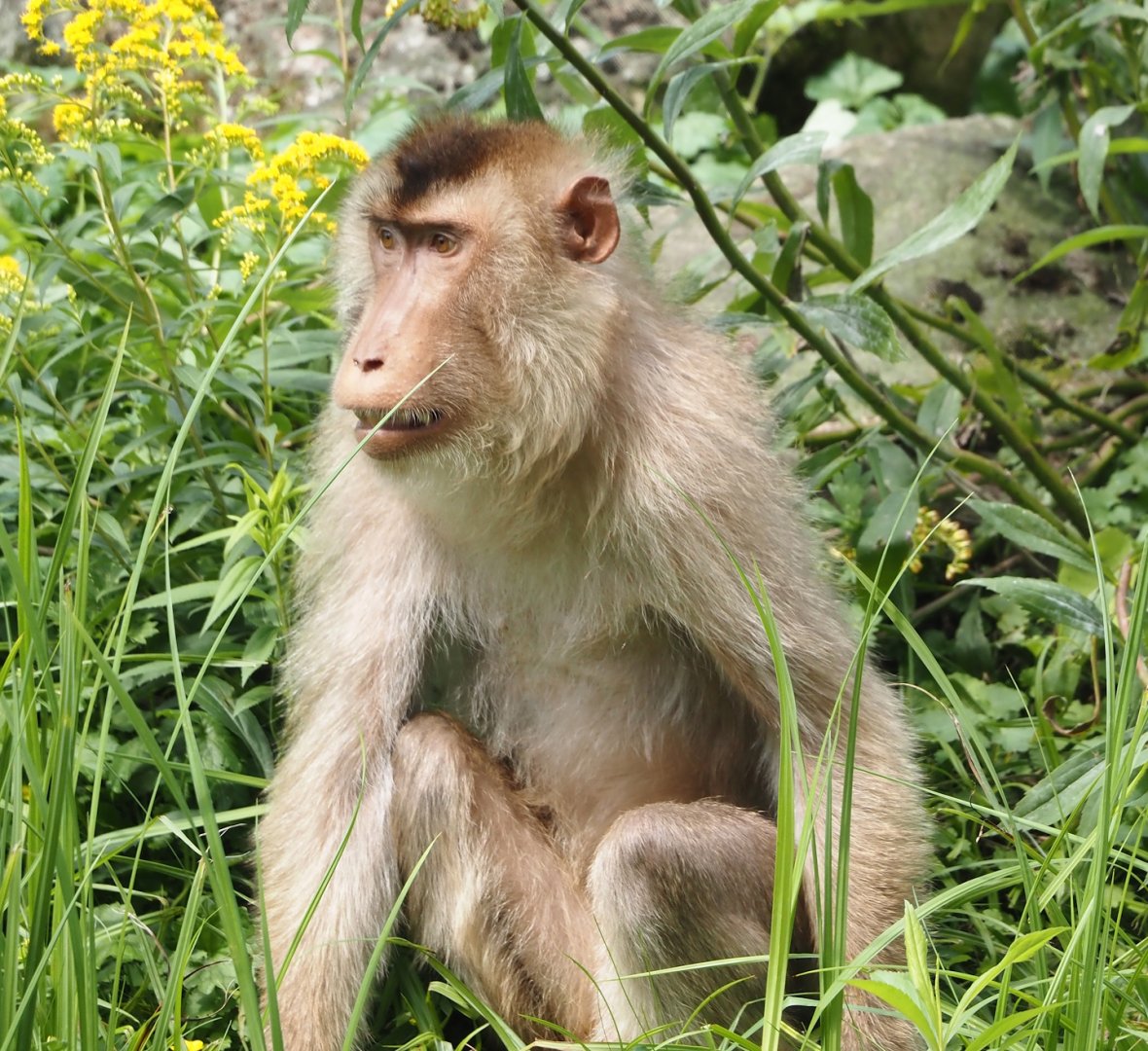 Sunda pig-tailed macaque (Macaca nemestrina), 2024-08-05