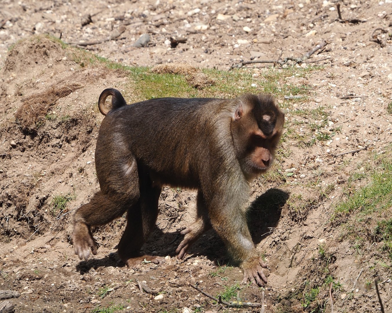 Sunda pig-tailed macaque (Macaca nemestrina), 2025-05-17