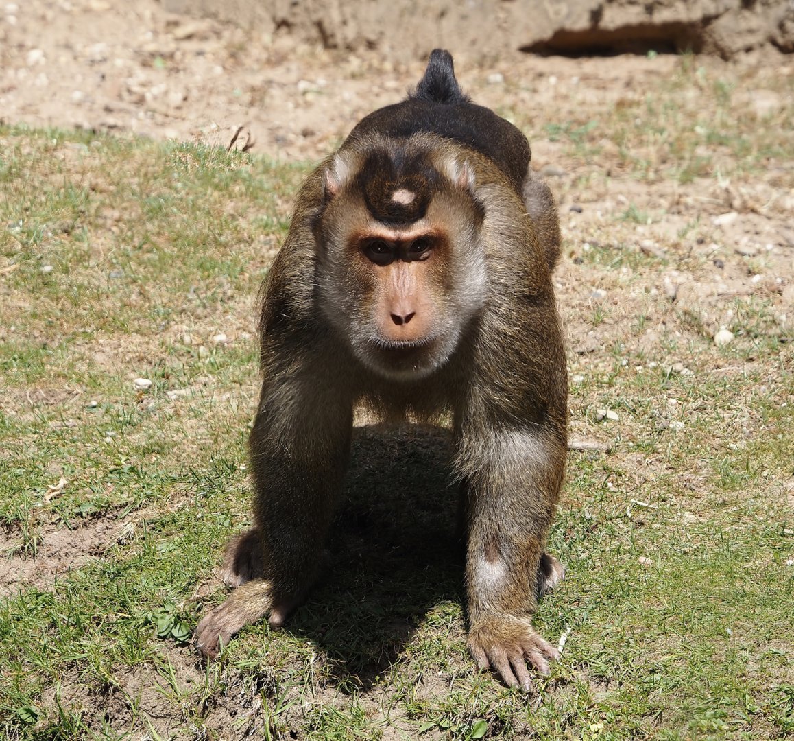 Sunda pig-tailed macaque (Macaca nemestrina), 2025-05-17